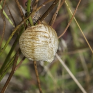 Mantidae (family) at The Pinnacle - 24 Feb 2023