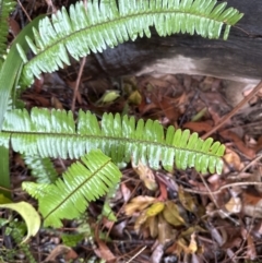 Nephrolepis cordifolia (Fishbone Fern) at Bomaderry, NSW - 28 Nov 2023 by lbradley