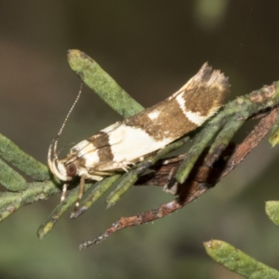Macrobathra chrysotoxa (A cosmet moth) at The Pinnacle - 23 Feb 2023 by AlisonMilton