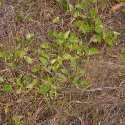 Viola odorata (Sweet Violet, Common Violet) at Weetangera, ACT - 22 Nov 2023 by pinnaCLE