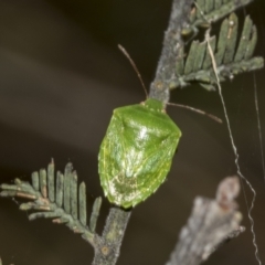 Cuspicona simplex (Green potato bug) at The Pinnacle - 23 Feb 2023 by AlisonMilton