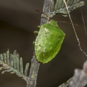 Cuspicona simplex at The Pinnacle - 24 Feb 2023