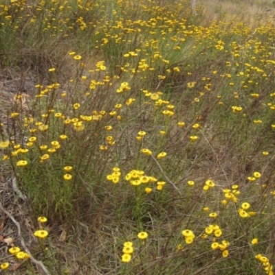 Xerochrysum viscosum (Sticky Everlasting) at The Pinnacle - 22 Nov 2023 by pinnaCLE