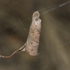 Araneinae (subfamily) (Orb weaver) at The Pinnacle - 24 Feb 2023 by AlisonMilton