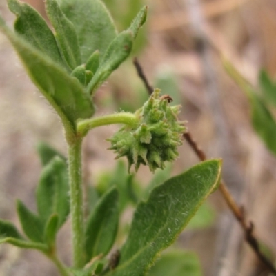 Opercularia hispida (Hairy Stinkweed) at The Pinnacle - 22 Nov 2023 by pinnaCLE