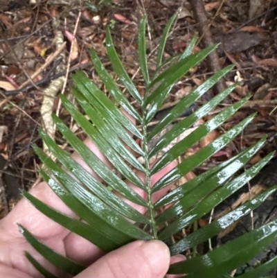 Macrozamia communis (Burrawang) at Bomaderry, NSW - 28 Nov 2023 by lbradley