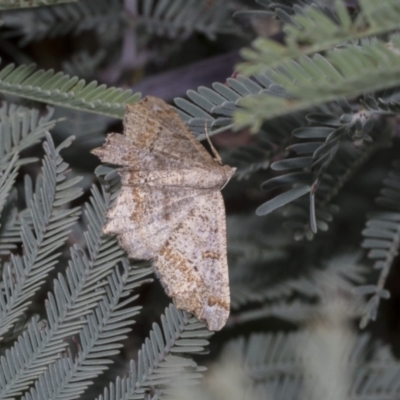 Dissomorphia australiaria (Dashed Geometrid, Ennominae) at The Pinnacle - 24 Feb 2023 by AlisonMilton