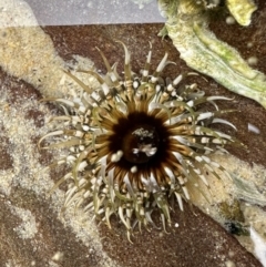 Oulactis muscosa (Sand Anemone) at Nadgee, NSW - 15 Nov 2023 by Pirom