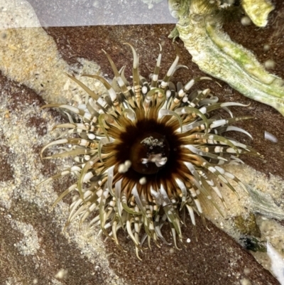 Oulactis muscosa (Sand Anemone) at Nadgee, NSW - 15 Nov 2023 by Pirom