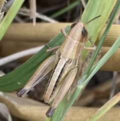 Praxibulus sp. (genus) (A grasshopper) at Molonglo Valley, ACT - 28 Nov 2023 by SteveBorkowskis