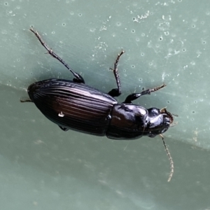 Carabidae sp. (family) at Molonglo Valley, ACT - 28 Nov 2023 09:01 AM