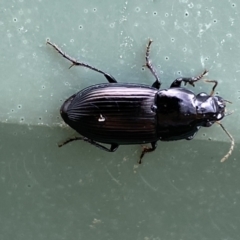 Carabidae sp. (family) at Molonglo Valley, ACT - 28 Nov 2023 09:01 AM