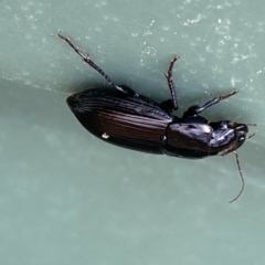 Carabidae sp. (family) at Molonglo Valley, ACT - 28 Nov 2023 09:01 AM