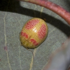 Paropsisterna fastidiosa (Eucalyptus leaf beetle) at The Pinnacle - 23 Feb 2023 by AlisonMilton