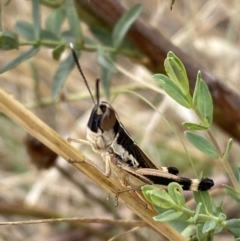 Macrotona australis (Common Macrotona Grasshopper) at Lower Molonglo - 28 Nov 2023 by SteveBorkowskis