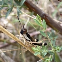 Macrotona australis at Lower Molonglo - 28 Nov 2023 12:23 PM