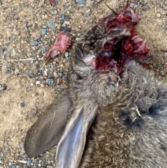 Oryctolagus cuniculus at Whitlam, ACT - 28 Nov 2023