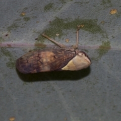 Brunotartessus fulvus at The Pinnacle - 24 Feb 2023