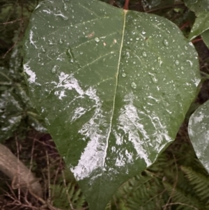 Homalanthus populifolius at Bomaderry, NSW - 28 Nov 2023 07:08 PM