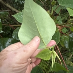 Homalanthus populifolius at Bomaderry, NSW - 28 Nov 2023 07:08 PM