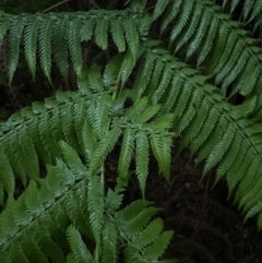 Cyathea australis subsp. australis (Rough Tree Fern) at Bomaderry, NSW - 28 Nov 2023 by lbradley