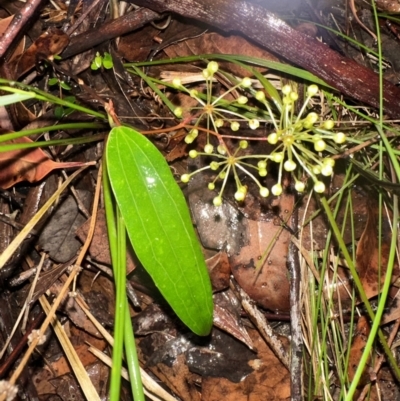Smilax glyciphylla (Native Sarsaparilla) at Bomaderry, NSW - 28 Nov 2023 by lbradleyKV