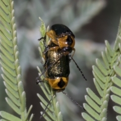 Aporocera (Aporocera) consors (A leaf beetle) at The Pinnacle - 23 Feb 2023 by AlisonMilton