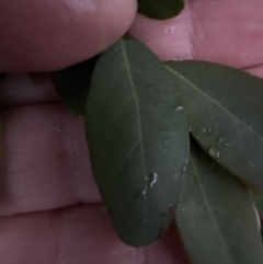 Breynia oblongifolia (Coffee Bush) at Bomaderry, NSW - 28 Nov 2023 by lbradley