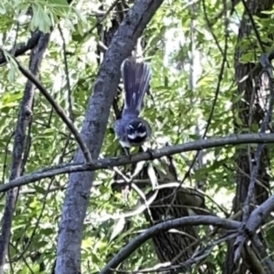 Rhipidura albiscapa (Grey Fantail) at Lake Burley Griffin West - 18 Nov 2023 by Hejor1