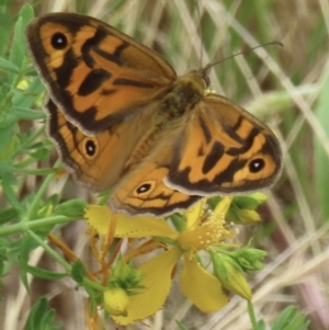 Heteronympha merope at Callum Brae - 28 Nov 2023 11:14 AM