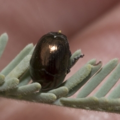 Ditropidus sp. (genus) (Leaf beetle) at Weetangera, ACT - 23 Feb 2023 by AlisonMilton