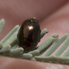 Ditropidus sp. (genus) (Leaf beetle) at Weetangera, ACT - 24 Feb 2023 by AlisonMilton