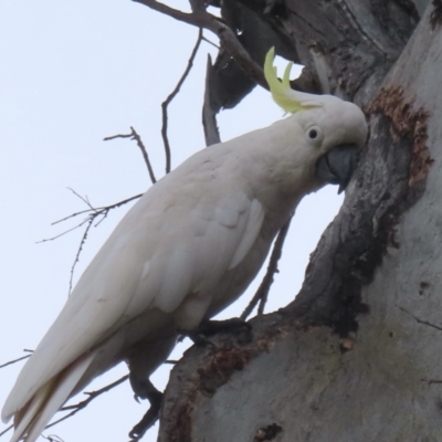 Cacatua galerita (Sulphur-crested Cockatoo) at Symonston, ACT - 28 Nov 2023 by RobParnell