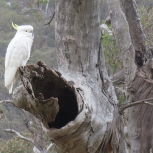 Cacatua galerita at Callum Brae - 28 Nov 2023