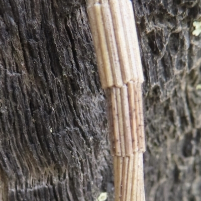 Lepidoscia arctiella (Tower Case Moth) at Symonston, ACT - 27 Nov 2023 by RobParnell