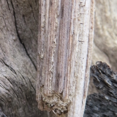 Clania lewinii (Lewin's case moth) at Jerrabomberra, ACT - 27 Nov 2023 by RobParnell