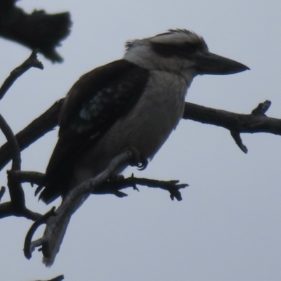 Dacelo novaeguineae (Laughing Kookaburra) at Jerrabomberra, ACT - 27 Nov 2023 by RobParnell