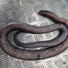 Pseudechis porphyriacus (Red-bellied Black Snake) at Lions Youth Haven - Westwood Farm A.C.T. - 27 Nov 2023 by HelenCross