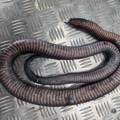 Pseudechis porphyriacus (Red-bellied Black Snake) at Lions Youth Haven - Westwood Farm A.C.T. - 27 Nov 2023 by HelenCross