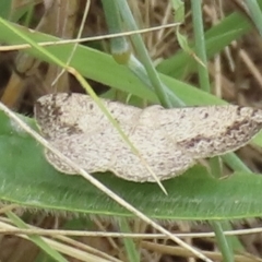Taxeotis intextata (Looper Moth, Grey Taxeotis) at Symonston, ACT - 27 Nov 2023 by RobParnell