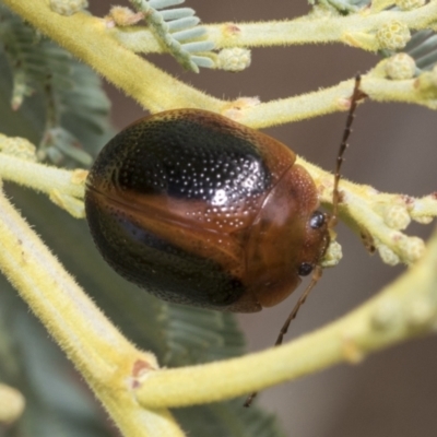 Dicranosterna immaculata (Acacia leaf beetle) at The Pinnacle - 23 Feb 2023 by AlisonMilton
