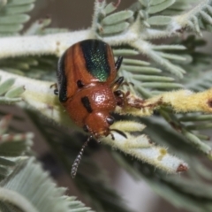Calomela curtisi (Acacia leaf beetle) at The Pinnacle - 23 Feb 2023 by AlisonMilton