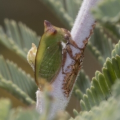 Sextius virescens (Acacia horned treehopper) at The Pinnacle - 24 Feb 2023 by AlisonMilton