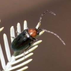 Adoxia benallae (Leaf beetle) at The Pinnacle - 23 Feb 2023 by AlisonMilton