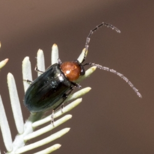 Adoxia benallae at The Pinnacle - 24 Feb 2023 09:27 AM