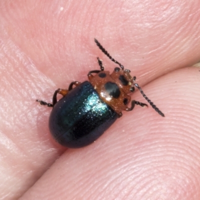 Calomela moorei (Acacia Leaf Beetle) at The Pinnacle - 23 Feb 2023 by AlisonMilton