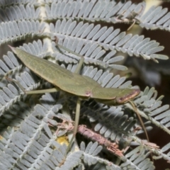 Orthodera ministralis (Green Mantid) at The Pinnacle - 23 Feb 2023 by AlisonMilton