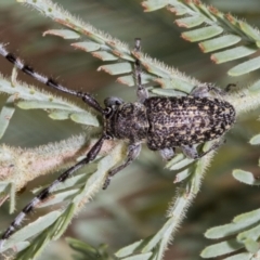 Ancita sp. (genus) (Longicorn or longhorn beetle) at The Pinnacle - 23 Feb 2023 by AlisonMilton