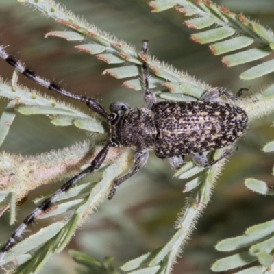 Ancita sp. (genus) (Longicorn or longhorn beetle) at The Pinnacle - 24 Feb 2023 by AlisonMilton