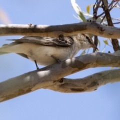 Lalage tricolor (White-winged Triller) at Belconnen, ACT - 26 Nov 2023 by richardm